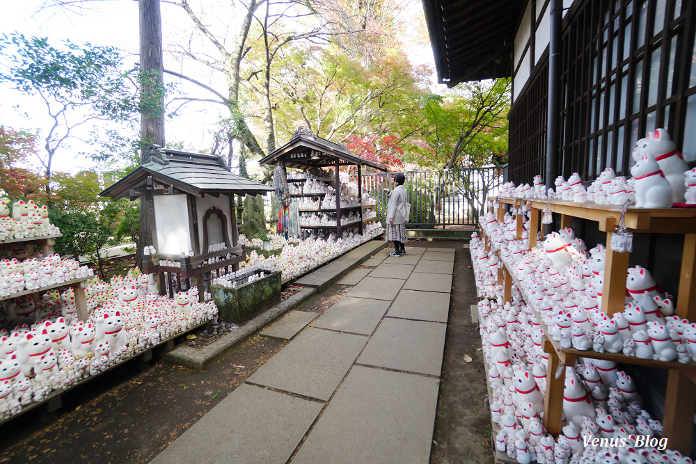 豪德寺,招財貓的發源地,東京貓寺,招財貓寺廟,下北澤,豪德寺賞楓,東京賞楓,小田急電車,豪德寺站