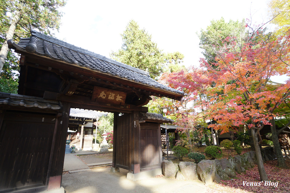 豪德寺,招財貓的發源地,東京貓寺,招財貓寺廟,下北澤,豪德寺賞楓,東京賞楓,小田急電車,豪德寺站