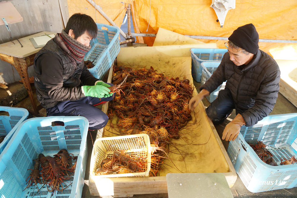 伊勢志摩,和具市場,伊勢龍蝦,海女家吃餐,伊勢志摩竹正旅館,海女小屋体験施設,さとうみ庵