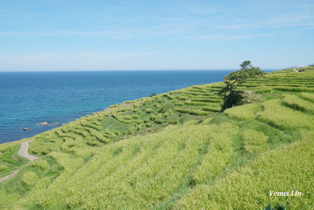 輪島,白米千枚田,世界農業遺產,白米千枚田夜間點燈日期,石川縣租車,小松機場租車