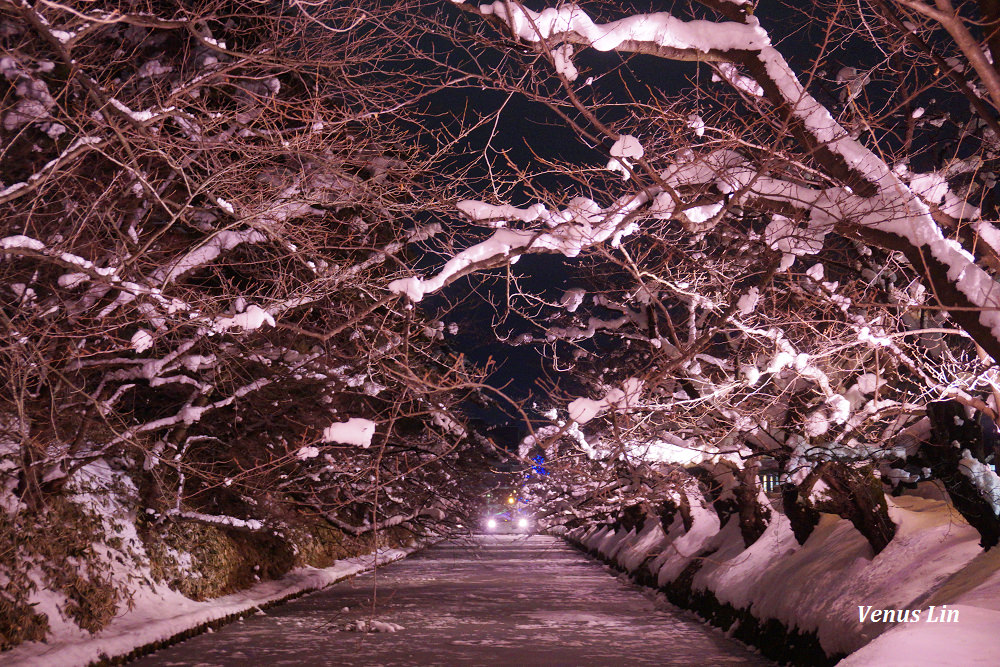 弘前城雪夜櫻,青森冬季活動,青森賞櫻,弘前城櫻花,弘前城星巴克