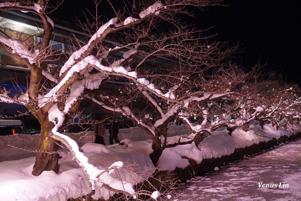 弘前城雪夜櫻,青森冬季活動,青森賞櫻,弘前城櫻花,弘前城星巴克