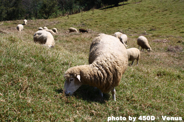 【南投】清境農場青青草原 – 來青青草原跟綿羊近距離接觸吧！