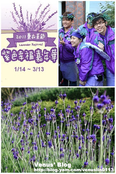 【台中新社】2011 薰衣草節。紫色的幸福嘉年華