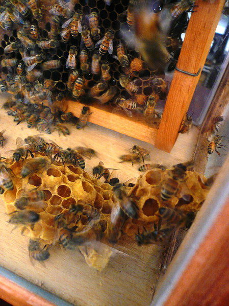 【上課】台灣蜂蜜品嚐會