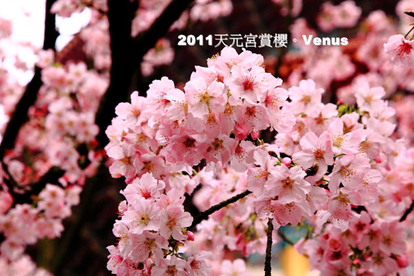 【賞櫻】2011天元宮賞櫻，台北最美麗的櫻花季